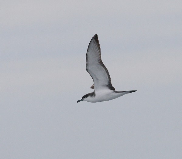 Buller's Shearwater